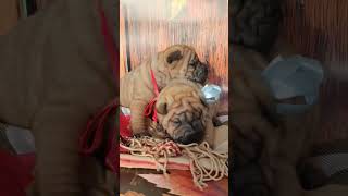 Щенки шарпея 💝 Sharpei puppies 💝 sharpei puppy dog pets шарпей щенок щенокшарпея sharpeipups [upl. by Kosaka]