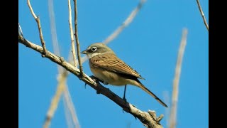 Sagebrush Sparrow  Pat ONeil Video Bird IDs [upl. by Robinet]