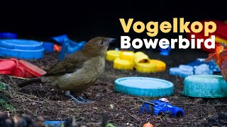 Vogelkop Bowerbird  4K Video from West Papua  Birds of Paradise [upl. by Hsina]