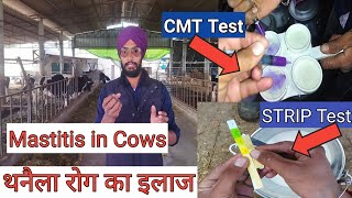 Mastitis treatment in cows in hindi । थनैला रोग का इलाज । mastitis test for milk । Veer dairy farm । [upl. by Nnylecoj]