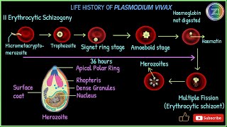 Complete Life Cycle of Plasmodium vivax  Malarial Parasite  BSc 1st Year I Z1 Tutorials [upl. by Oba]