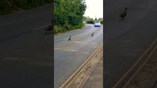 Ducks crossing the roadTo slow downAvoidOr just speed upWhat do you think [upl. by Alduino588]