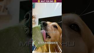 Micky 🐶 The dog  Story Of Amazing Dog 🐕  Malayalam Funny  Part165 dog shorts malayalam cute [upl. by Harley]