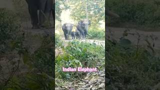 Indian Elephant elephant elephantelephant wildlife india indian [upl. by Primrose302]