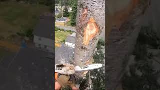 🌲The Art of Tree Cutting🪓 chainsaw safety outdoors shorts fypシ゚viral fyp tiktok trending [upl. by Reynold378]