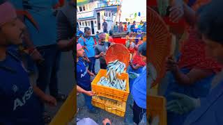 Mangalore fish market mangalore fishing [upl. by Lusa]