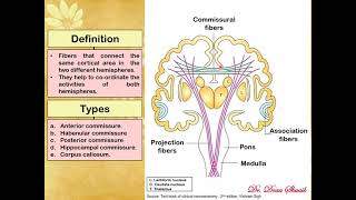 12 White Matter of cerebral hemisphere Doaa 2020 [upl. by Airehs]