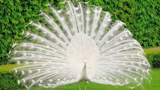 Beautiful peacock birds 😍 bird pigeon kabootar kabutar [upl. by Gluck]