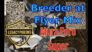 Legacy Pigeons Racing and Breeding Pigeon Mix [upl. by Vasyuta]