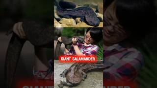 Giant salamander  animal videos  animals animalclips wildlife wildgravity [upl. by Daub447]