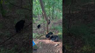 Adorable Bear Cubs Get the Zoomies After Playing in Water Tubs [upl. by Aiuqet]