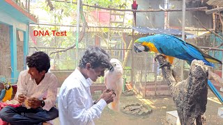 Before Breeding Test Your Parrots DNA [upl. by Alol]