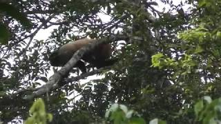 Unexpected Encounter with a GOLDENBACKED UAKARI Wowwwww [upl. by Taite]