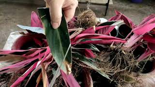 Stromanthe triostar solution for crispy and curling leaves [upl. by Nylanaj834]