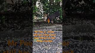 Mr Limpy Poo 💩 the brush turkey [upl. by Laforge430]