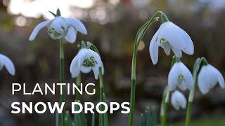 How to Plant Snowdrops [upl. by Utter720]