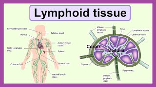 lymphoid tissue [upl. by Denni]