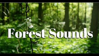 Nature sounds Meditation forest sounds of birds singing relaxation  4 minutes [upl. by Gies147]