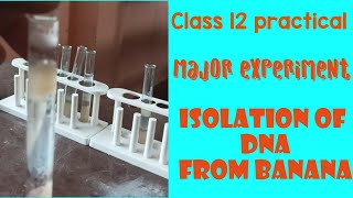 DNA Extraction from Banana  12 biology practical 202425 [upl. by Nnaylrebmik]