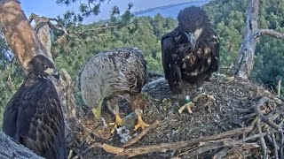 Whitetailed eagles  Eagle dad feeding and eating fish  July 7 2024 [upl. by Petronille]