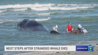 Crews work to remove beached sperm whale from water in Venice [upl. by Einatsed71]