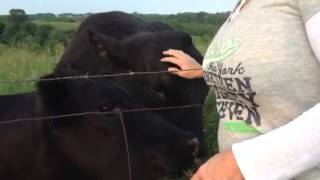 Bull gets excited by being petted [upl. by Amehr]