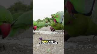 Parakeet 🦜 Lovable Little Chatterboxes [upl. by Hesketh]