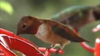 Colorado Hummingbirds Closeup [upl. by Llenhoj964]