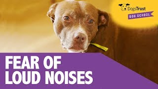 4 Easy Steps to Prevent Fear of Loud Noises in Your Puppy  Dogs Trust Dog School [upl. by Eimmak213]