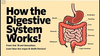 How does the Digestive system works [upl. by Enrobso]