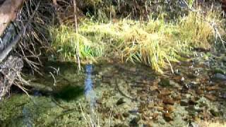 Trout Spawning at Bucks Lake near Quincy California [upl. by Gib]