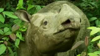 Iman  One of Malaysias last three Sumatran Rhinos [upl. by Beare]