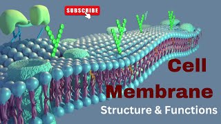 Cell membrane Structure and Functions Biology [upl. by Ednutey943]