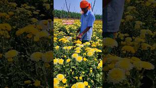 Beautiful chamanthi flowers harvesting agriculture farming trending trendingshorts viralshorts [upl. by Domela]