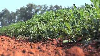 Peanut Research at UGA Plains Experiment Station [upl. by Declan]