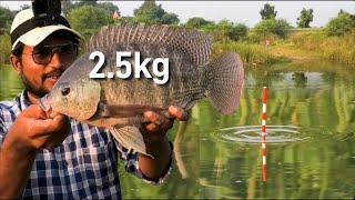 BIG Monster Tilapia Hunting  Tilapia fish recipe  fry Rohu fish conmen carp [upl. by Allina]