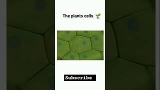 Plant cell and organelles biology botany onlinesclasses chemistry science virals shorts bmw [upl. by Rayford]