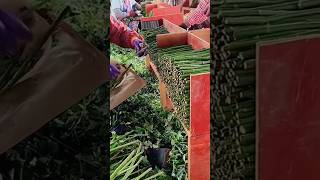 Thornless Rose Cutting As Root Stocks For Rose Tree Grafting farming plants flowers [upl. by Arekahs52]