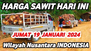 HARGA SAWIT HARI INI TERBARU 19 JANUARI 2024 Wilayah Daerah Nusantara INDONESIA [upl. by Massimo]