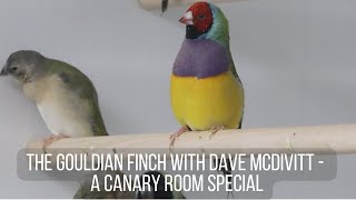 The Gouldian Finch with Dave McDivitt  A Canary Room special [upl. by Suiluj]