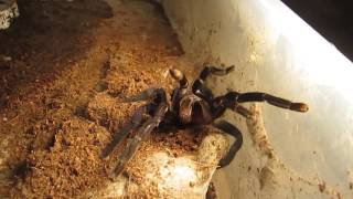 Mini Tarantula Vid 9 [upl. by Esila]