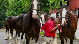 Budweiser Clydesdales at Rock Creek Park Horse Center [upl. by Tabshey]