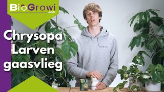 Chrysopa │ Wolluis en bladluis bestrijden op kamerplanten [upl. by Noble]