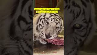 Siberian tiger breaks bones with its jaw [upl. by Nillad]