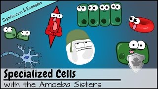 Specialized Cells Significance and Examples [upl. by Irahcaz]