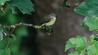 American Redstart Eoligarry Barra 8th September 2017 [upl. by Dow]