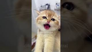 🐱meow cuteanimal funny cutecat cute cat cats catlover fyp fypシ゚viral pets [upl. by Adnuhs245]