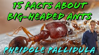 15 facts about Big headed ants Pheidole Pallidula [upl. by Hamrah526]