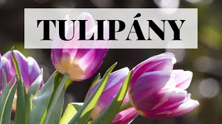 Tulipány  pěstování výsadba a péče [upl. by Hairas]