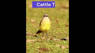 PICABUEY CATTLE TIRANT MACHITORNIS RIXOSA avesargentinas birds aves nature naturaleza fauna [upl. by Silden52]